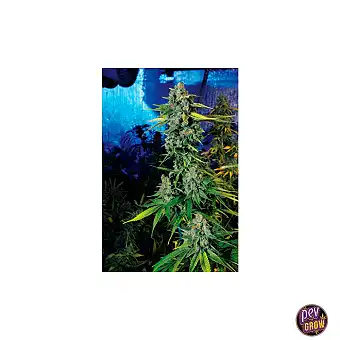 Blue Dream Haze nőstény...
