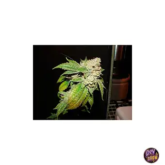 Larry OG Kush nőstény magok...