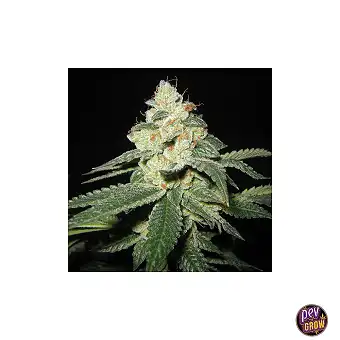 SFV OG Kush Feminizowane...