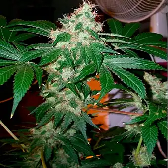 Σπόροι Chem Valley Kush –...