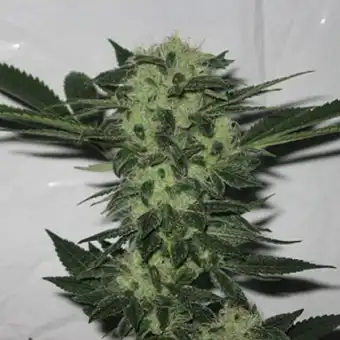 818 Headband Feminizatuak –...