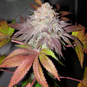 Fruit Cup Feminizatuak –...