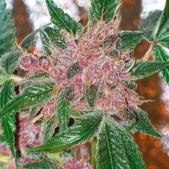 Cherries Jubilee...