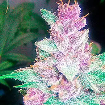 Grape Kush feminiserte frø...