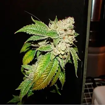 Larry OG Kush...