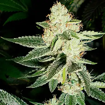 Semillas Louis XIII OG –...