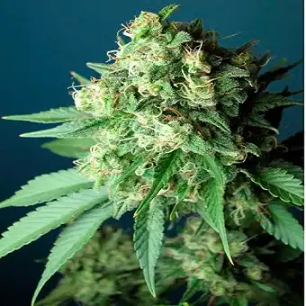 Green Crack Gefeminiseerde...