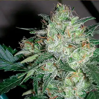 Ogiesel Magok – The Cali...