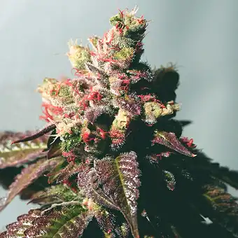 Passion Berry...