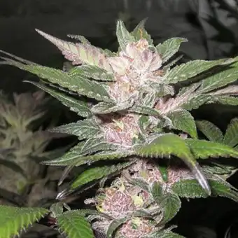 Purple Chem Feminiserade...