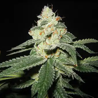 SFV OG Kush Feminiserade...