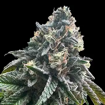 Auto StrawBilbo Banana –...