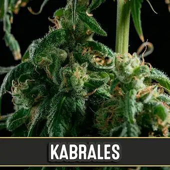 Kabrales feminiserte frø –...