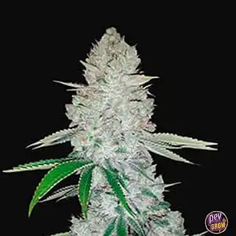 Auto Gorilla Glue Samen –...