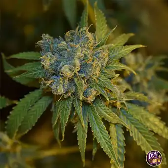 Semi Auto Cherry Punch –...