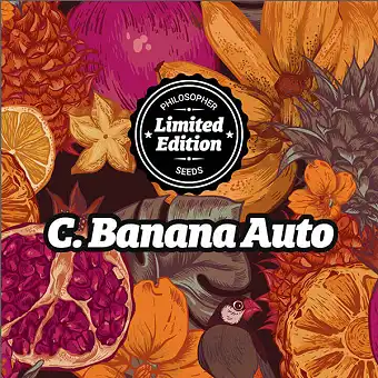 Auto Chiquita Banana...