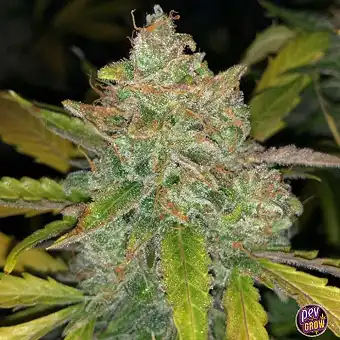 Auto Purple Sunset –...