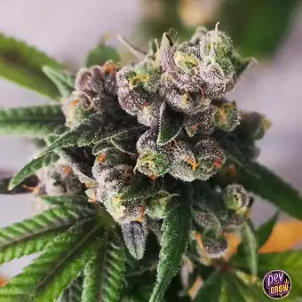 Auto Gorilla Punch –...