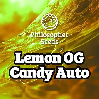 Auto Lemon OG Candy seemned...