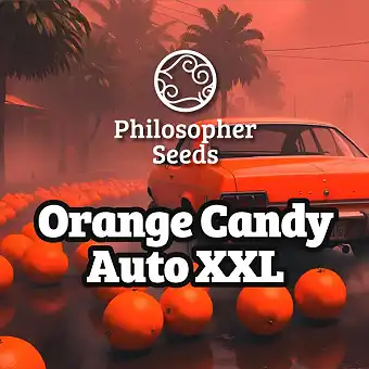 Auto Orange Candy XL-ren...
