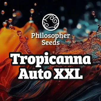 Auto Tropicanna XXL –...