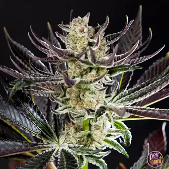 Purple Punch x...