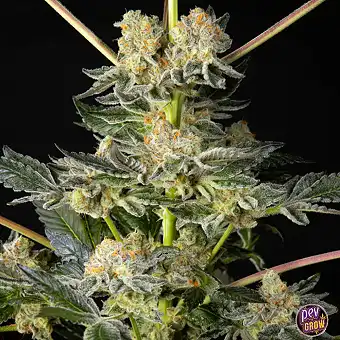 Key Lime Pie x Do-Si-Dos...