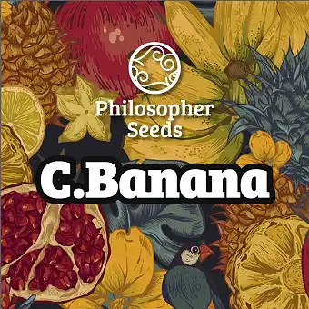 Nasiona Chiquita Banana –...