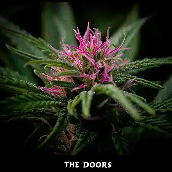 Semințe Regulate The Doors...