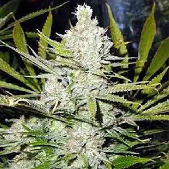 Семена Skunk Haze Regular –...