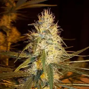 Pink Floyd Regular Seeds –...