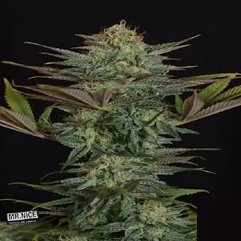 NL5 Skunk Regular Seeds –...