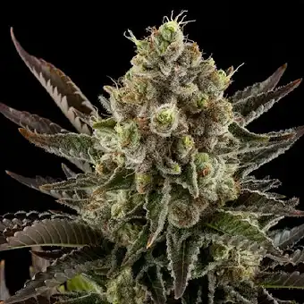 Nordle Semillas Regulares –...