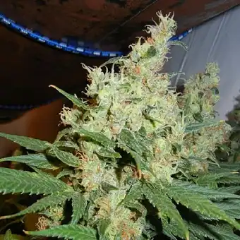 NL5 Haze-frø – Mr Nice ·...