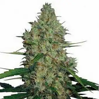 G13 x Haze Regular Seeds –...
