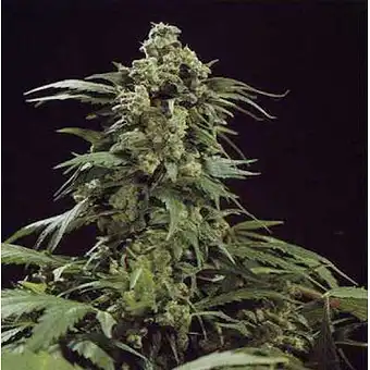 G13 x Skunk reguláris magok...