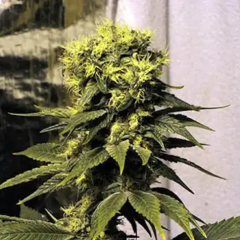 Early Queen Regular Seeds –...