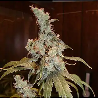 Llavors Regulars Afghan...