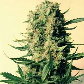 Critical Skunk reguláris...