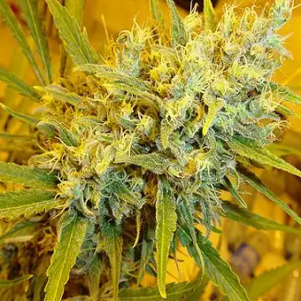 Sementes Regular Critical...