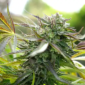 Auto Pineapple Chem de...