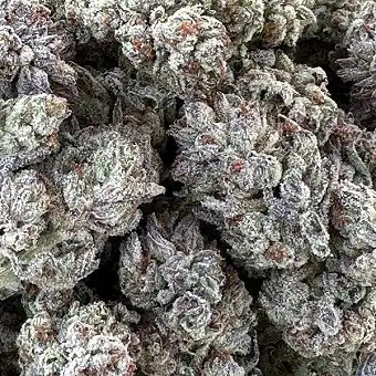 Double Fire Headband...