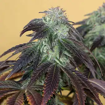 OG Kush Hazi Feminizatuak –...