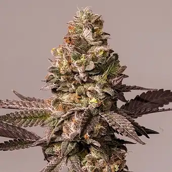 Red Tropicana Cookies...