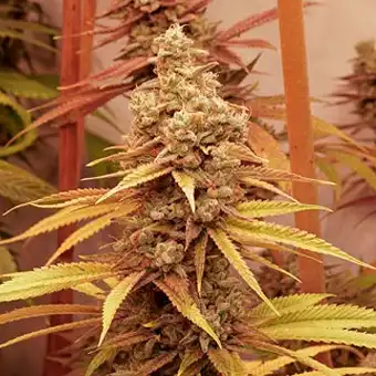 Pink Banana Runtz...