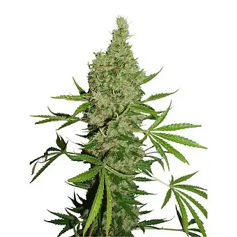 White Widow x The Ultimate...