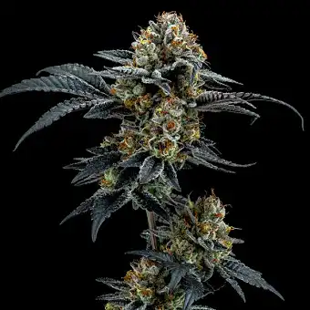 Gorilla Cookies feminiserte...