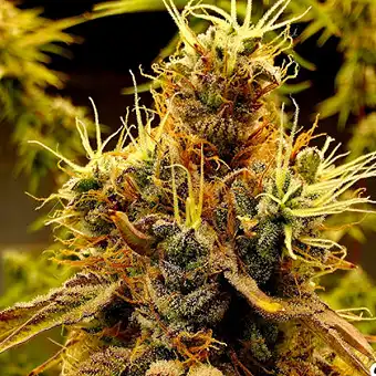 Sementes Feminizadas Scat...