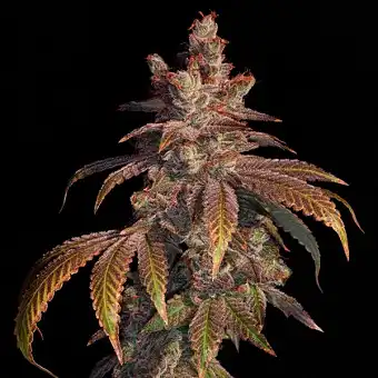Seeds Strawberry Gambino...