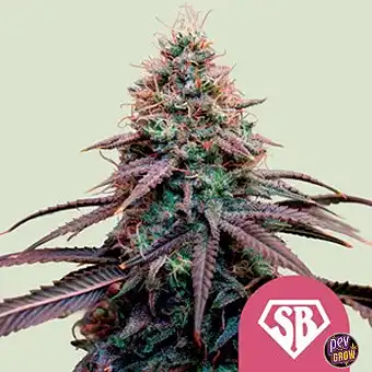 Super Boof Feminized Seeds...